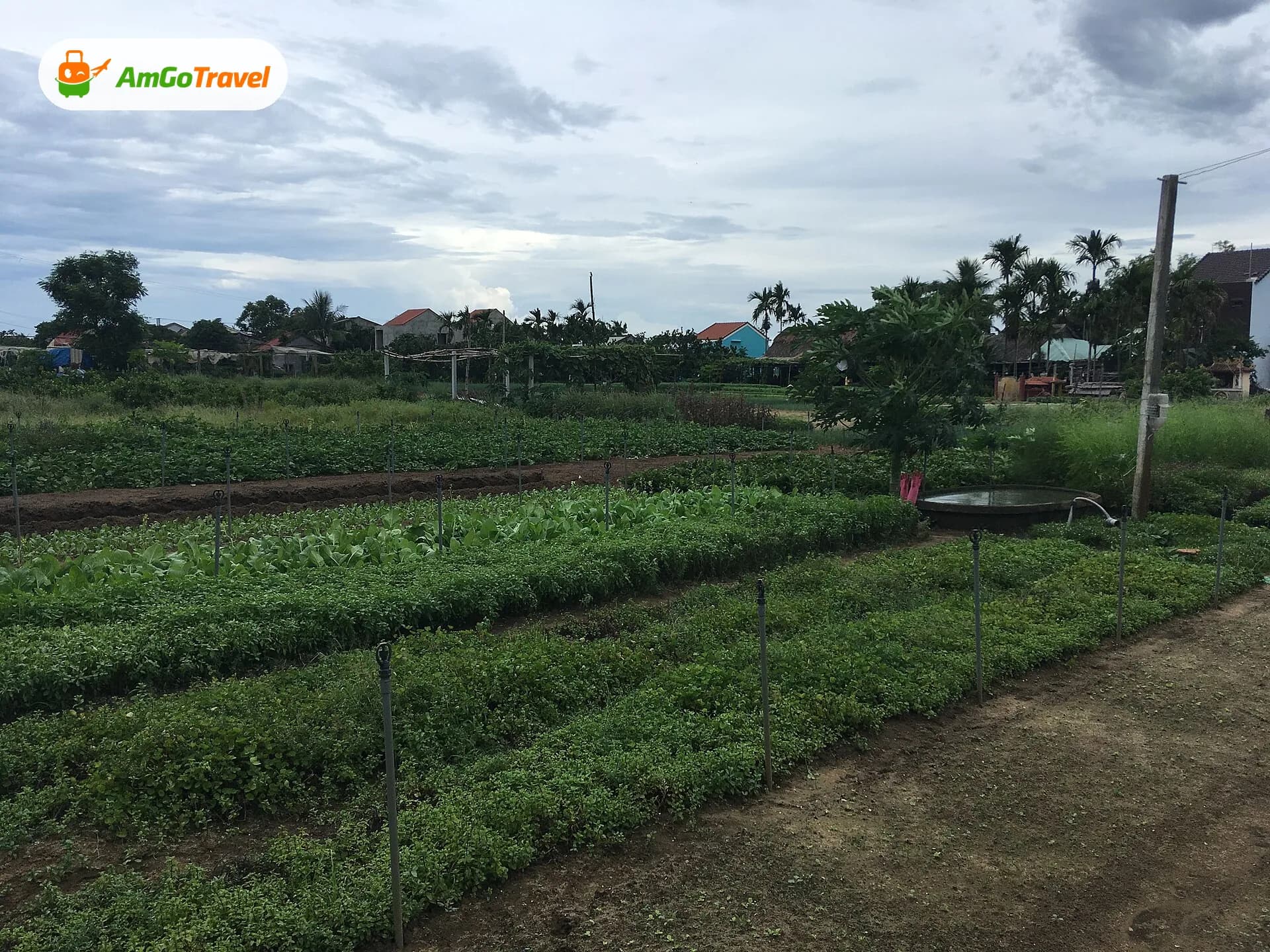 Rows of herbs and vegetables in Tra Que village, Hoi An