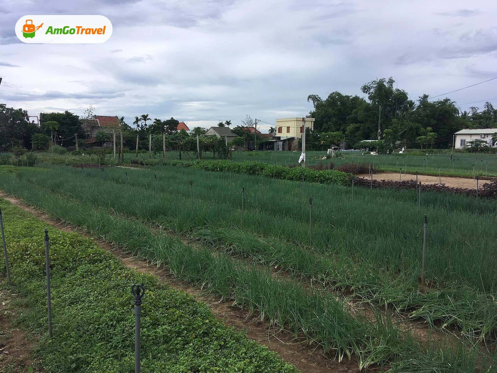 Ruộng rau xanh ở làng Trà Quế gần Hội An