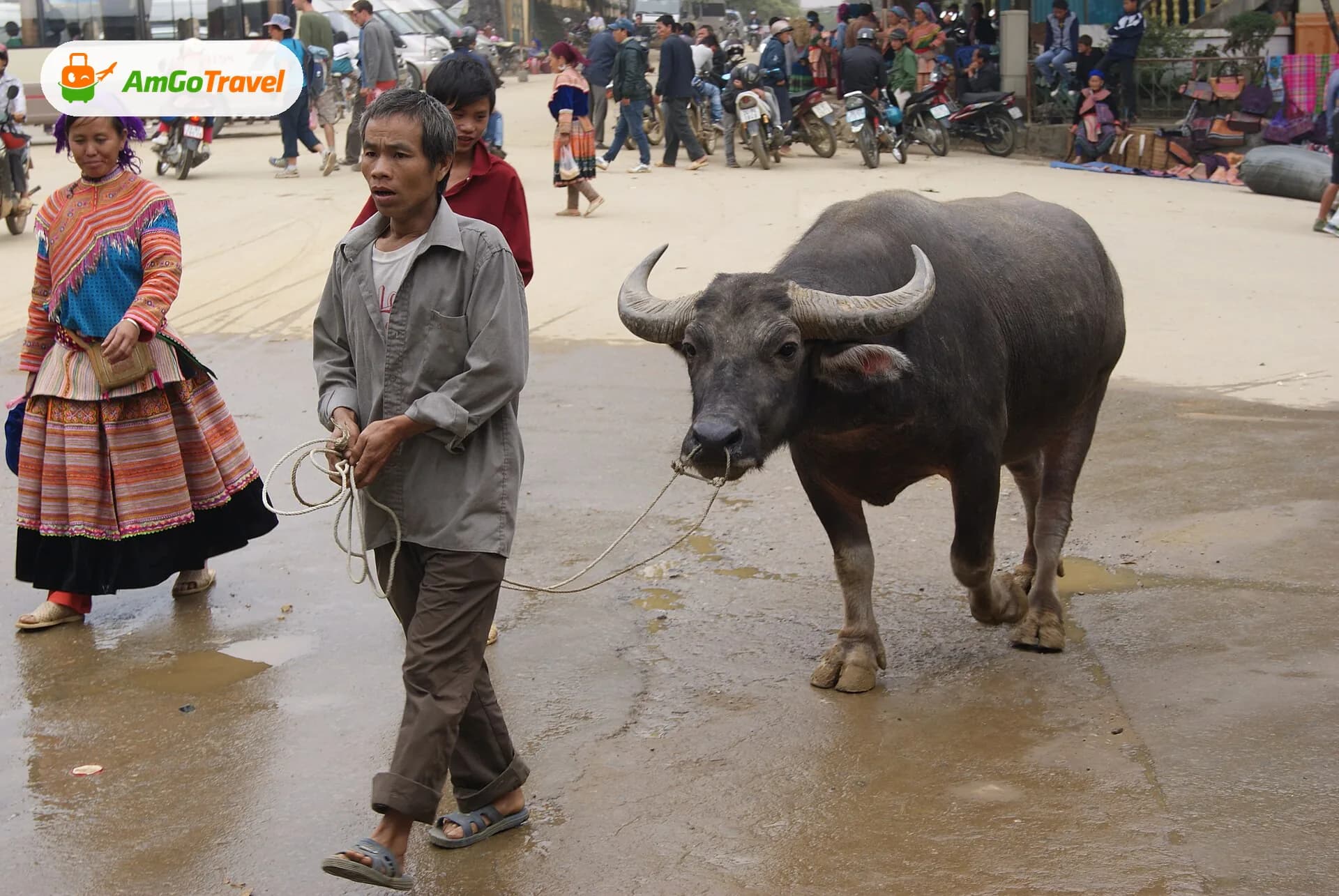 Man leading a water buffalo through Bac Ha market