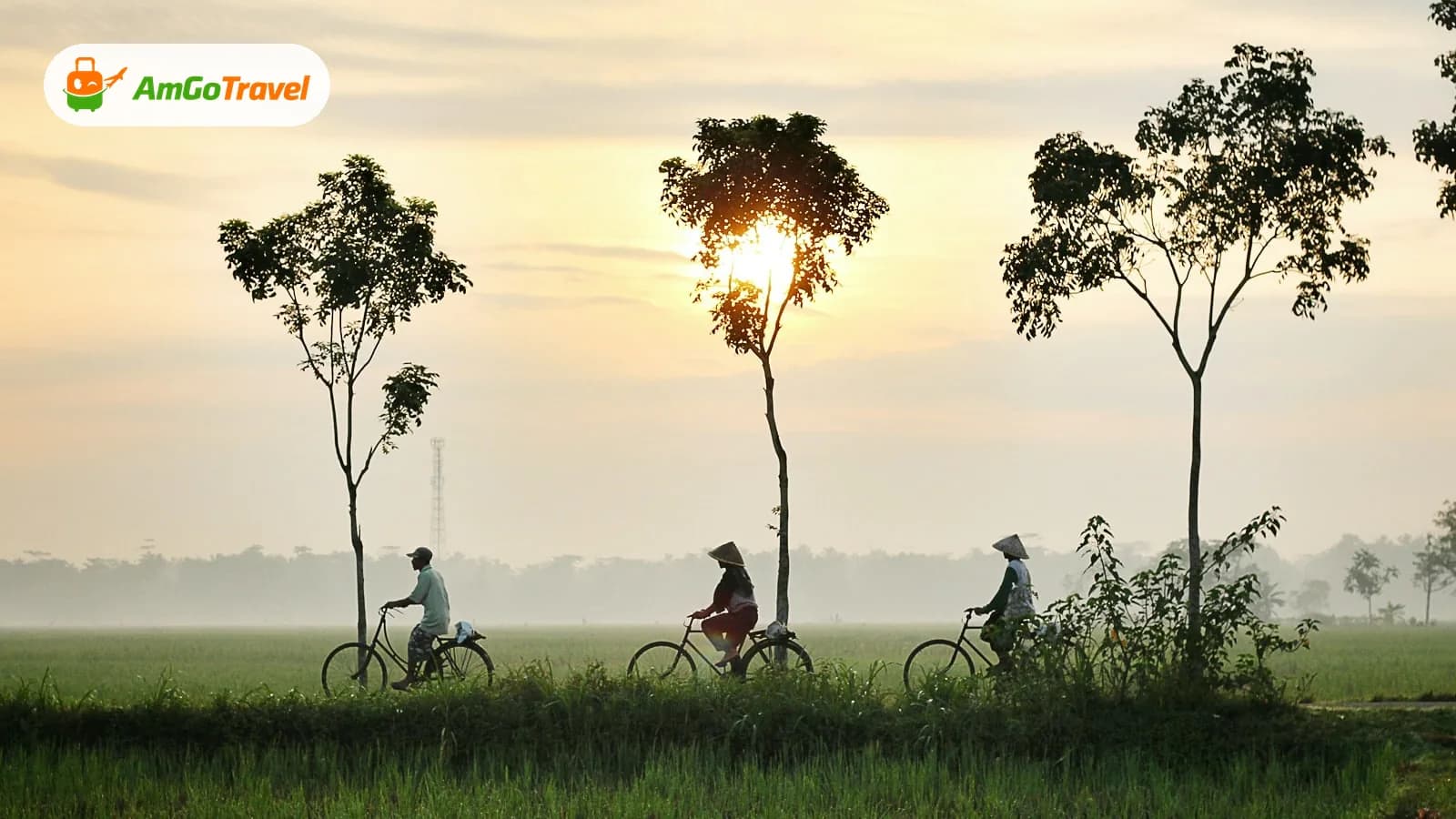 Cyclists riding past rice fields at sunrise in the Hoi An countryside
