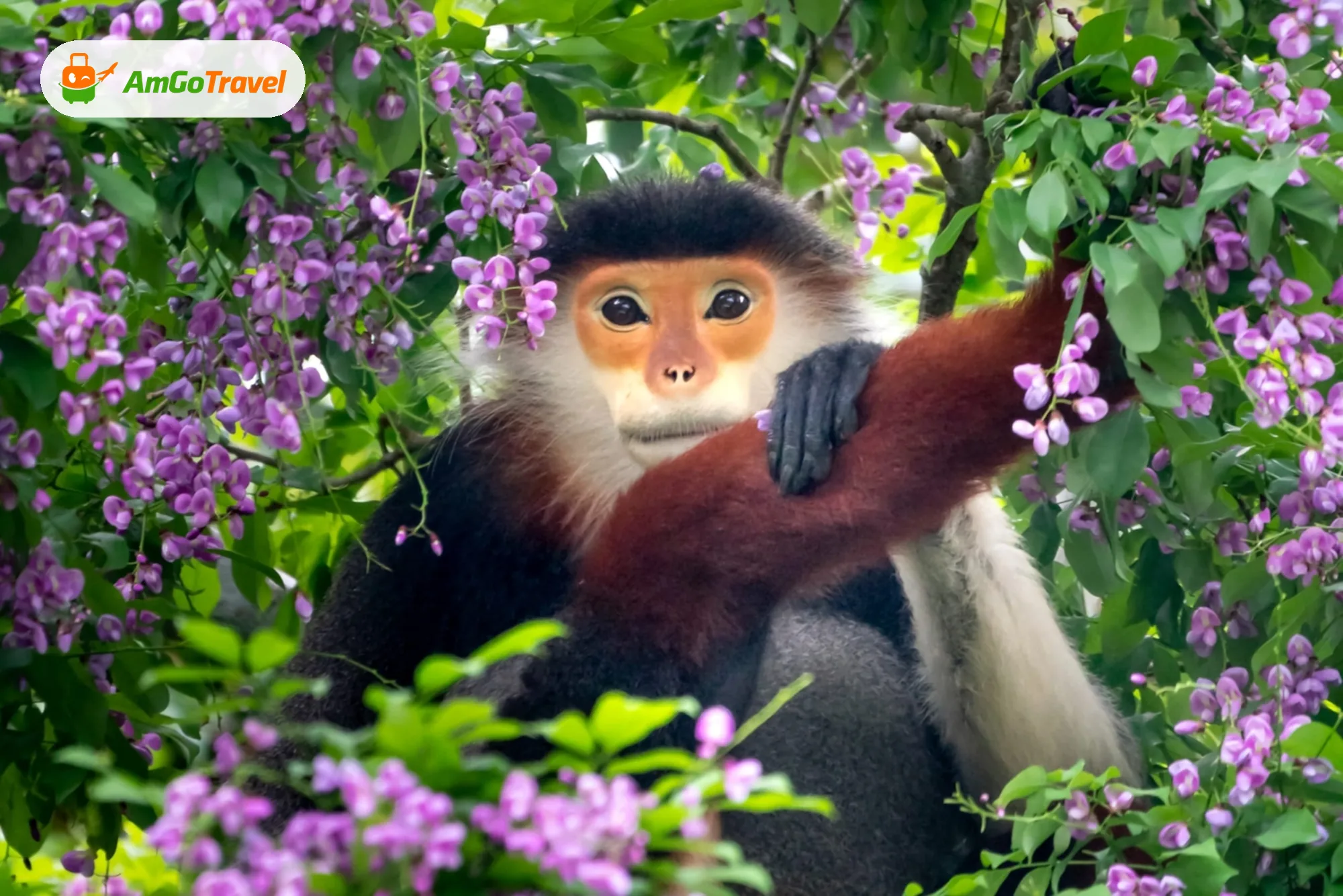 Red-shanked douc langur among purple flowers at Son Tra